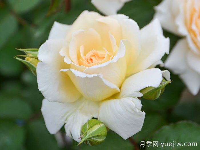 敦煌月季(图1)