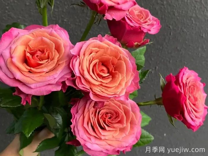 麦芽月季(图2)