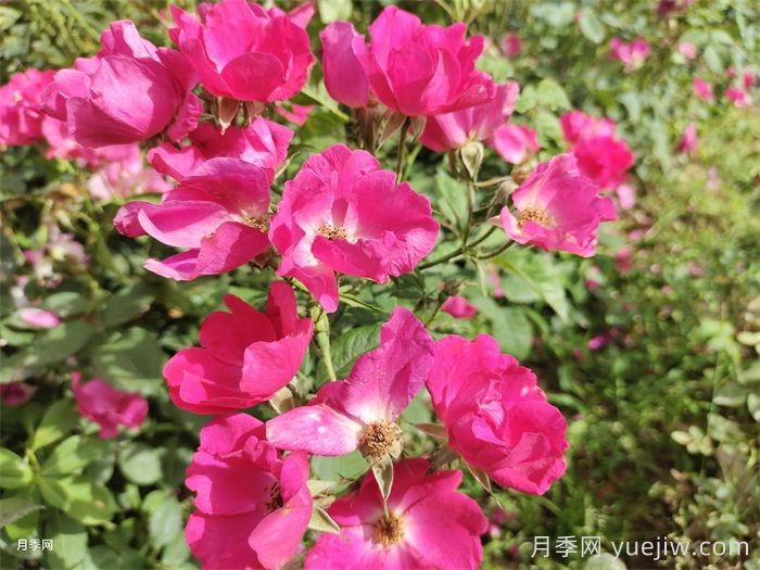扬州适合养月季花吗？市花和市树是什么？(图1)
