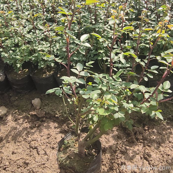 春季月季小苗价格涨高会有哪些因素？(图1)