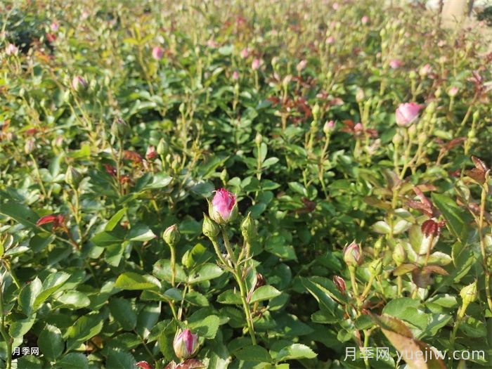 雨过天晴杂草疯长，苗木人该如何除草？(图1)