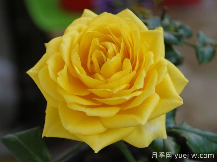 阳光海滩月季/永远的阳光海岸/黄金海岸(图2)