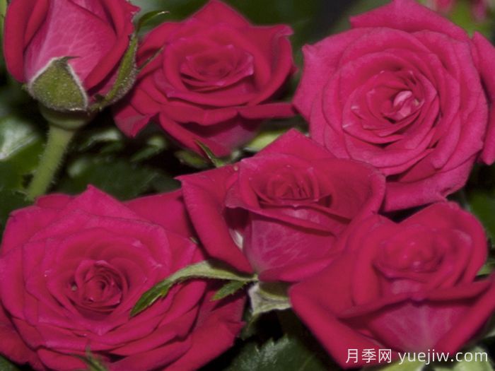 永远的丽娃月季(图1)
