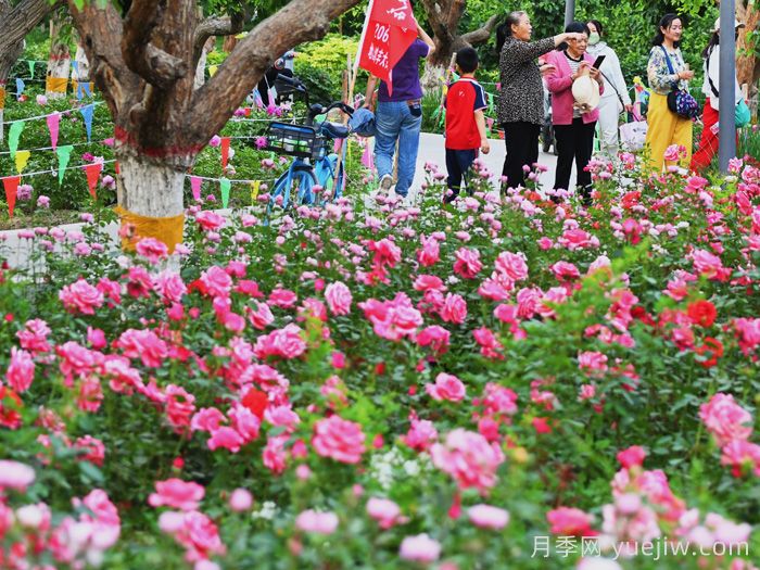 巴音郭楞市花文化和月季景观(图1)