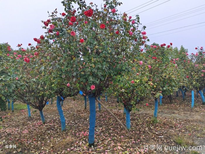 秋季树状月季种植管理和养护介绍(图3)