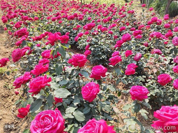 南阳为何成为中国月季之乡？(图2)