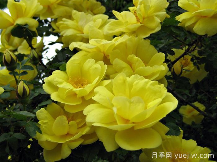 德克萨斯的黄月季/哈里森的黄色(图2)