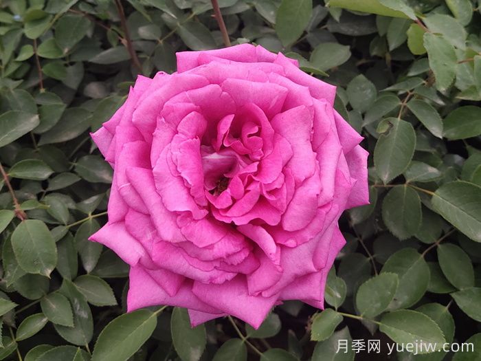 蓝河月季(图2)