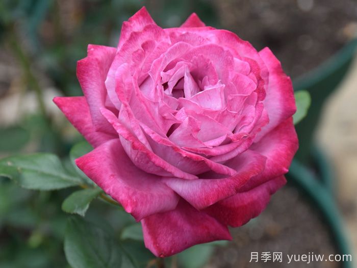 蓝河月季(图3)