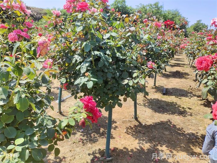 4公分树状月季/4公分月季树(图2)