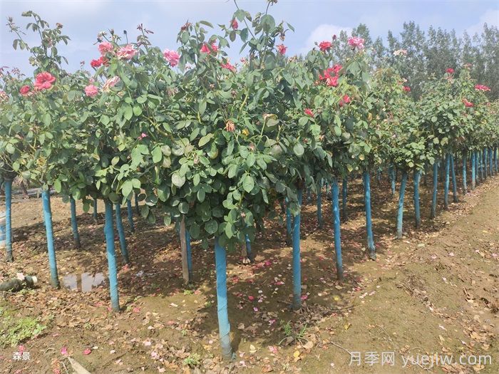 4公分树状月季/4公分月季树(图5)