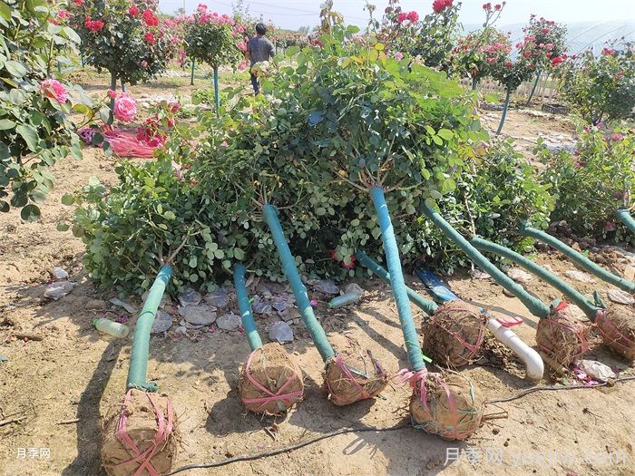 4公分树状月季/4公分月季树(图6)