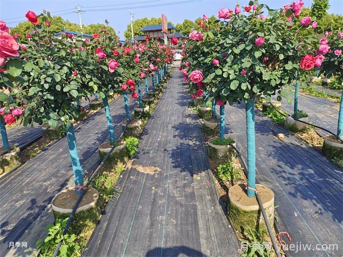 4公分树状月季/4公分月季树(图4)