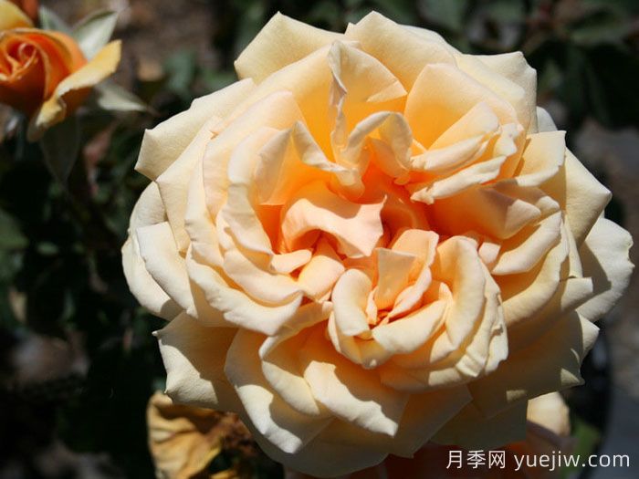 瓦伦西亚月季(图1)