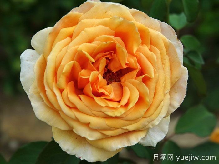 瓦伦西亚月季(图2)