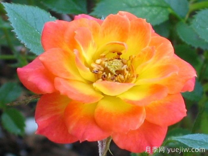 金太阳月季/太阳黄金(图1)