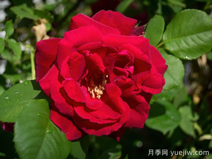 卡斯博特格兰特月季/卡格兰特(图1)