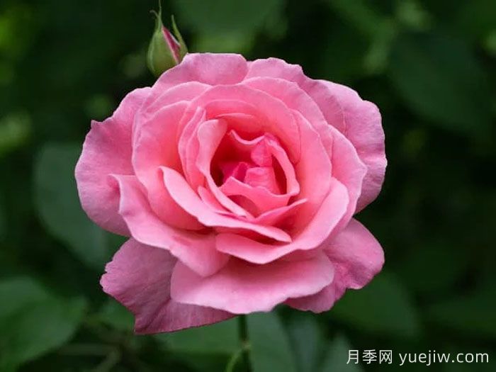 伊丽莎白女王月季/粉后月季(图1) 伊丽莎白女王月季/粉后月季(图1)