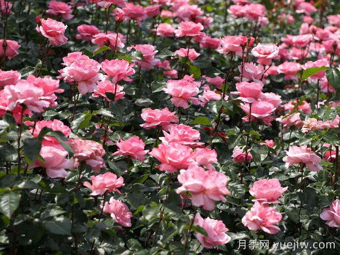 伊丽莎白女王月季/粉后月季(图2) 伊丽莎白女王月季/粉后月季(图2)