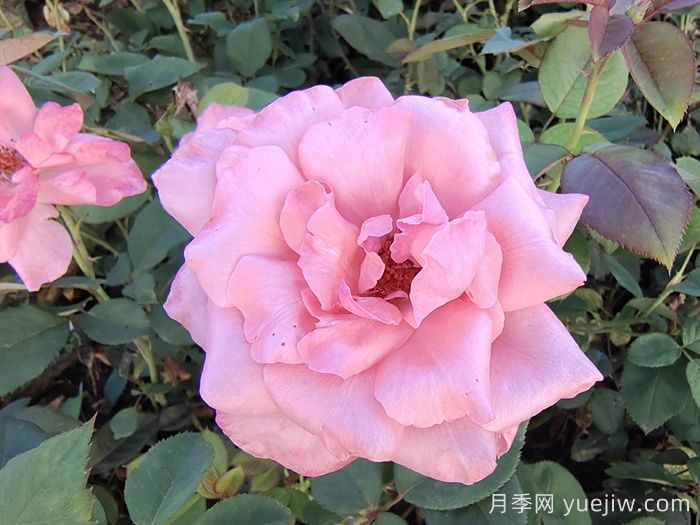 伊丽莎白女王月季/粉后月季(图3) 伊丽莎白女王月季/粉后月季(图3)