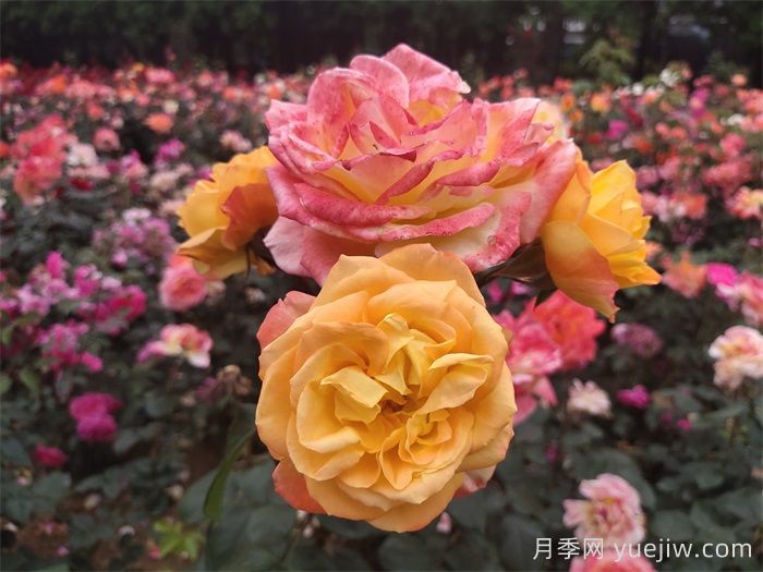 光谱月季(图2)