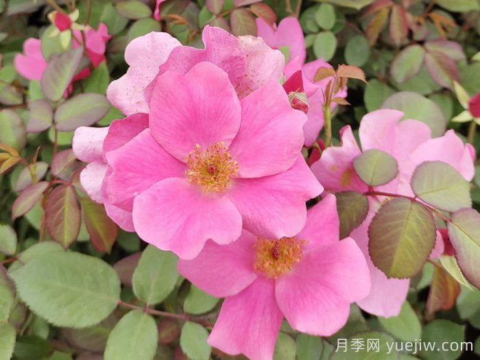 杏花村月季(图1)