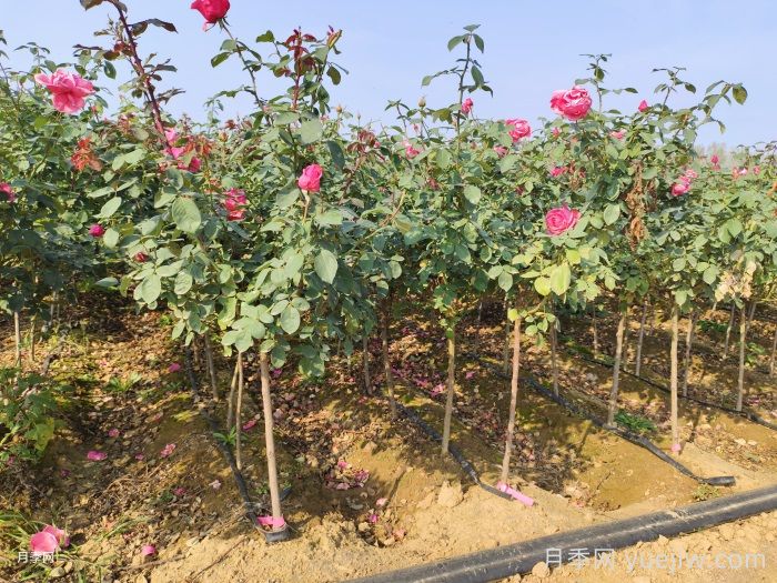 月季开花后的修剪(图1)