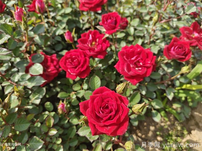 新乡取经南阳种植月季 走上特色致富路(图1) 新乡取经南阳种植月季 走上特色致富路(图1)