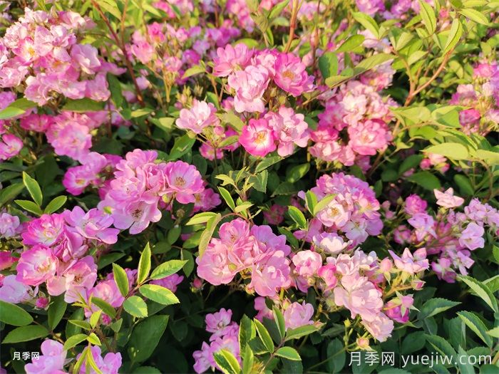 月季花春季防锈病(图1) 月季花春季防锈病(图1)