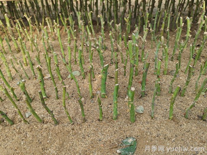 月季扦插育苗技术(图2)