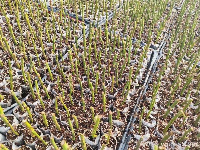 梅雨季节的月季扦插(图1) 梅雨季节的月季扦插(图1)