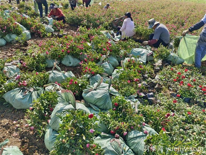 河南南阳:月季花儿香装车发货忙(图1) 河南南阳:月季花儿香装车发货忙(图1)
