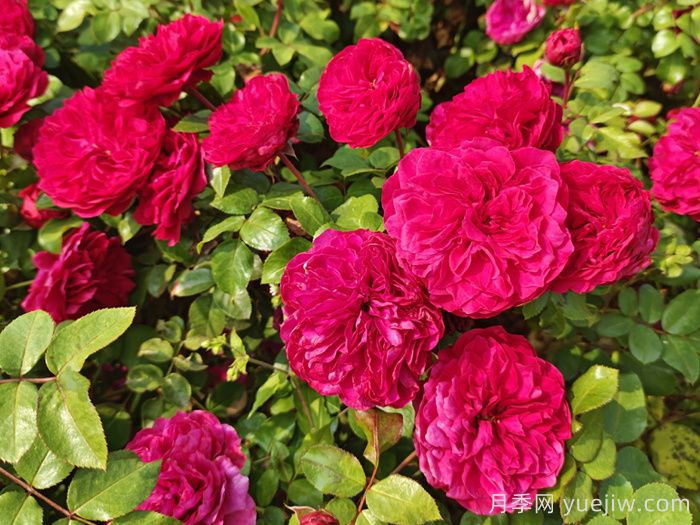 月季花为什么越开越小？(图1)