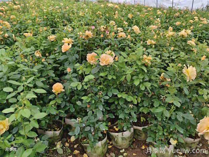 月季花为什么越开越小？(图2)