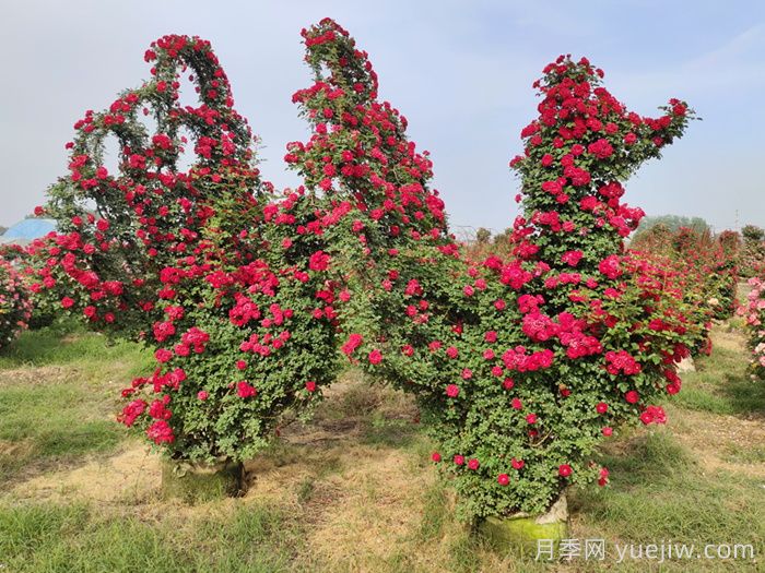 月季怎样才能连续开花？(图2)