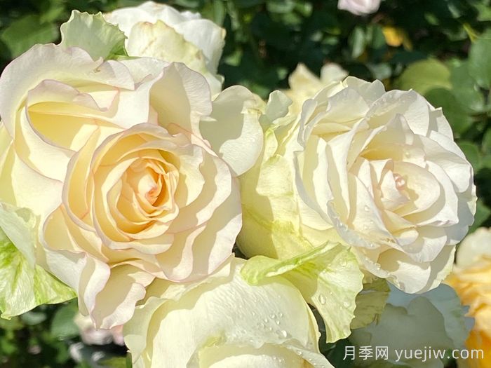 白色艾莎月季/白艾莎(图1) 白色艾莎月季/白艾莎(图1)