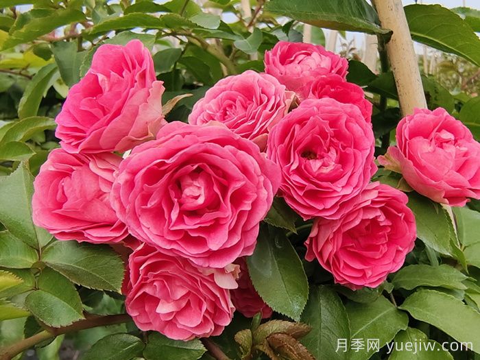 胭脂扣月季(图1) 胭脂扣月季(图1)