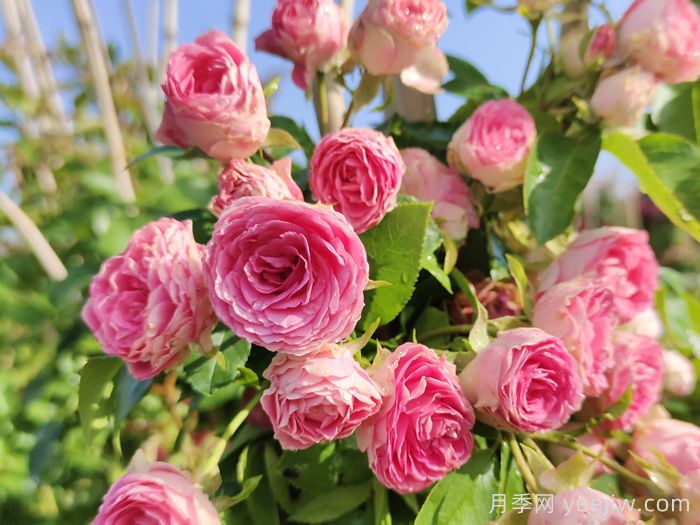 胭脂扣月季(图2) 胭脂扣月季(图2)