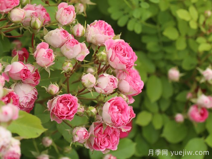 胭脂扣月季(图3) 胭脂扣月季(图3)