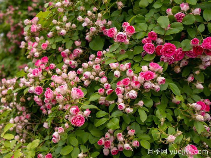 胭脂扣月季(图4) 胭脂扣月季(图4)