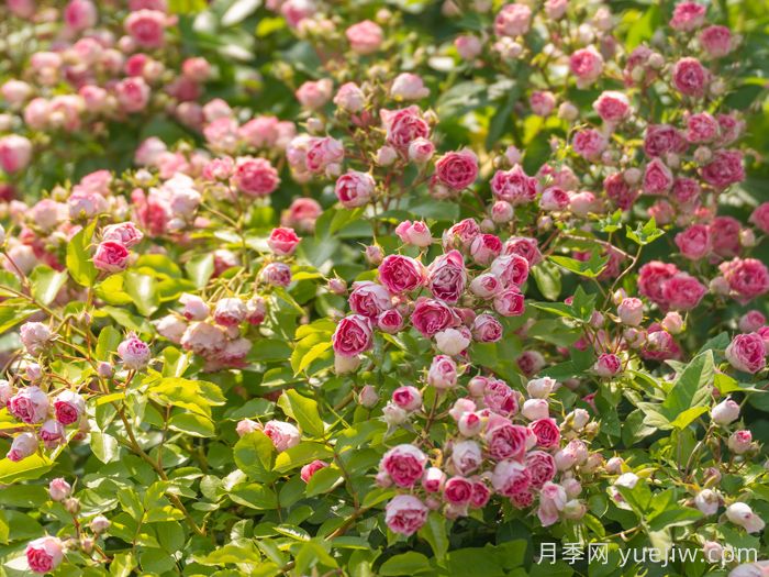 胭脂扣月季(图5) 胭脂扣月季(图5)