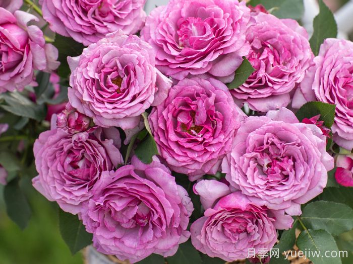 点红梅月季(图1)