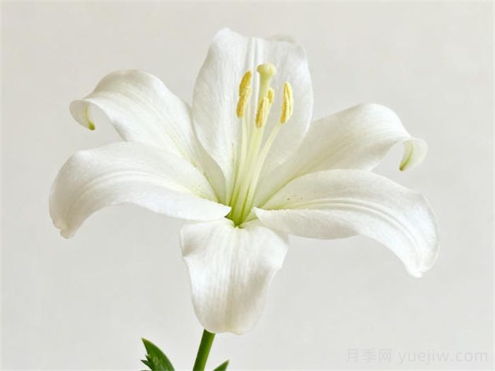 百合花怎么种植和养护？(图1)