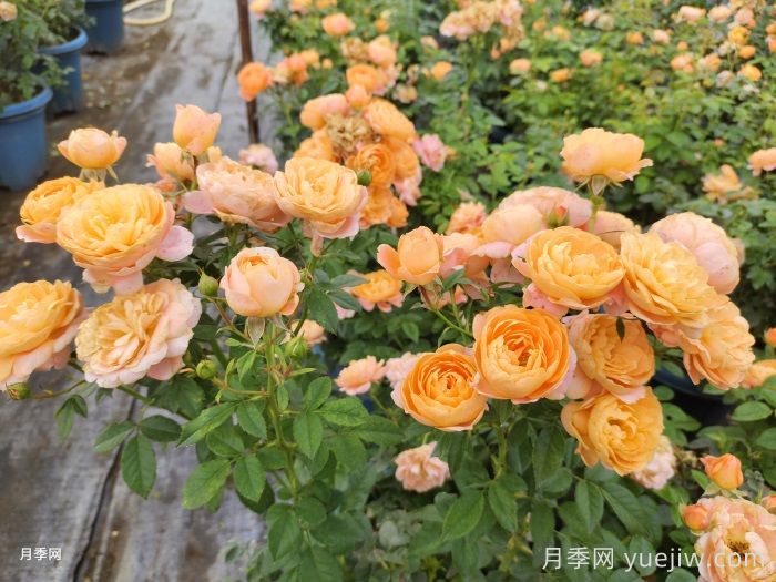 分享8种神仙月季花，唯美惊艳开花量大(图6)