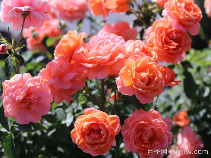 渔歌月季(图1) 渔歌月季(图1)