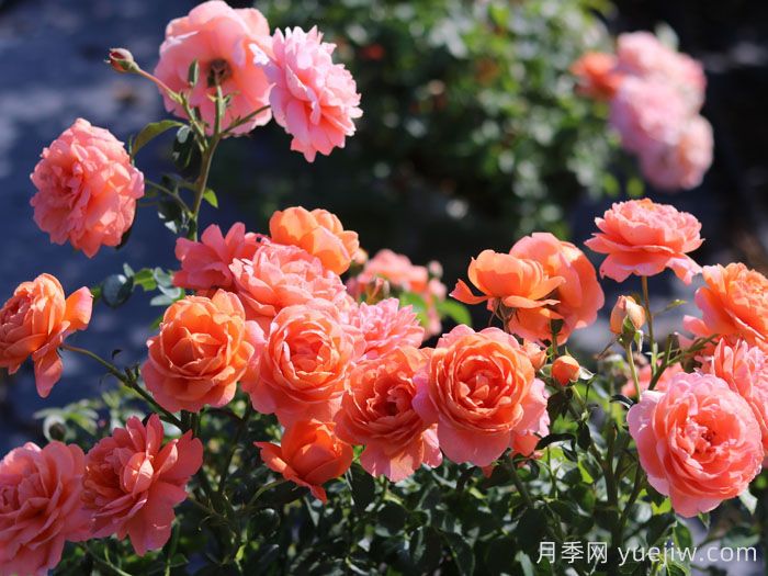 渔歌月季(图2) 渔歌月季(图2)