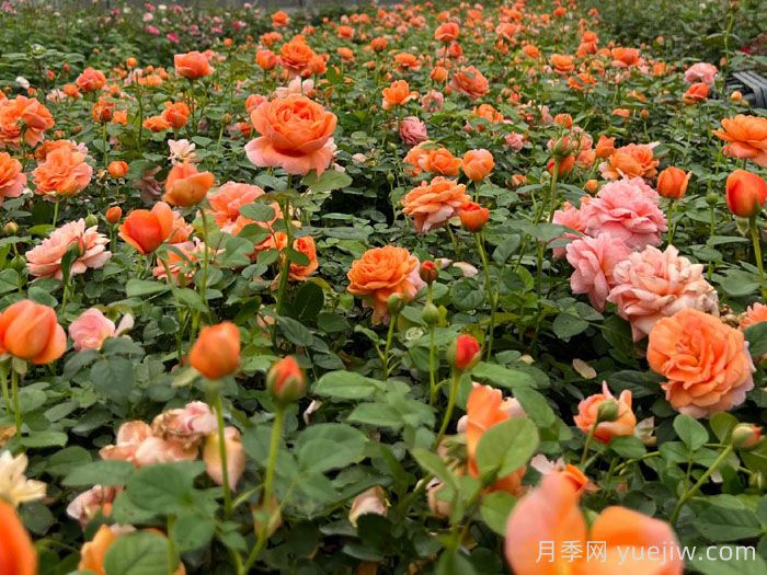 渔歌月季(图3) 渔歌月季(图3)