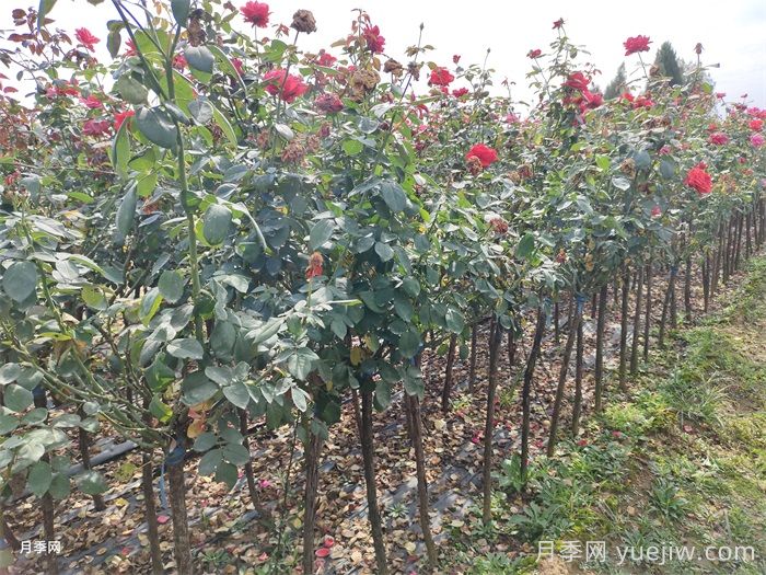 南阳月季在秋天该怎么养护?(图1) 南阳月季在秋天该怎么养护?(图1)