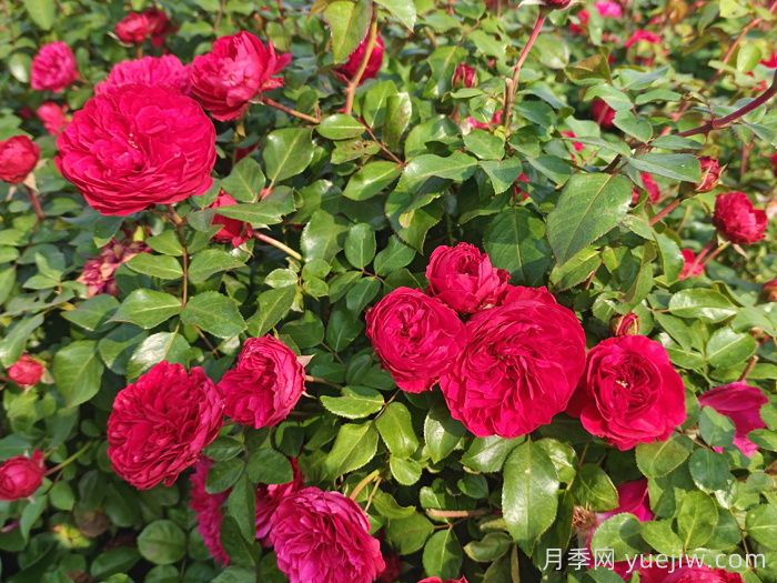 流胶病是月季生产中的常见病和多发病,它的症状是什么?(图1) 流胶病是月季生产中的常见病和多发病,它的症状是什么?(图1)