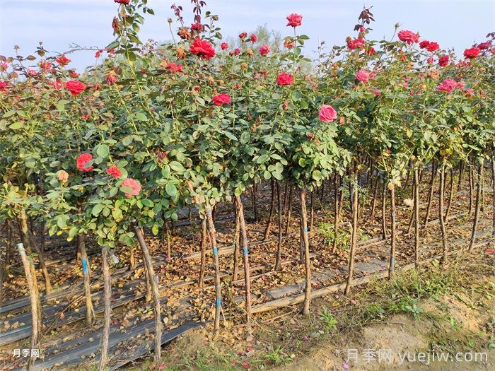 炎热的夏天如何加强月季植株田间管理？(图1)
